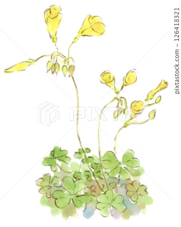 水彩畫描繪了春天的植物——酢漿草，它像傍晚的喇叭一樣閉合著黃色的花瓣 126418321