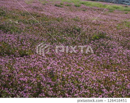 Lamium amplexicaule 126418451