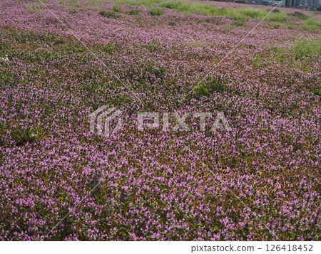 霍托肯諾扎 霍托肯諾扎 126418452