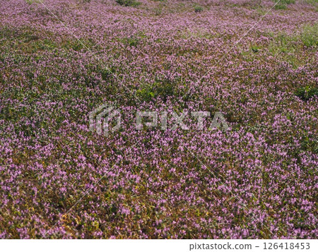 霍托肯諾扎 126418453