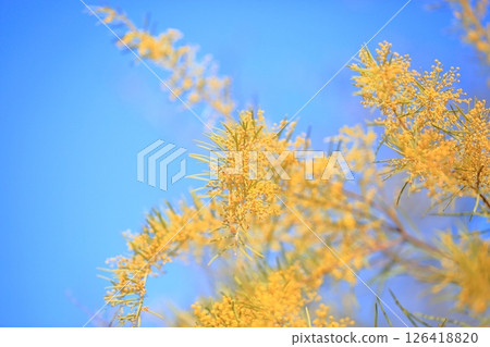 Bright acacia flowers 126418820