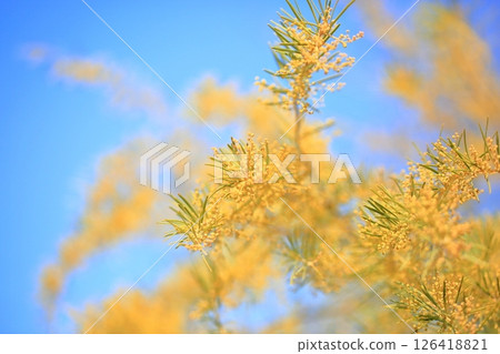 明亮的金合歡花 明亮的金合歡花 126418821