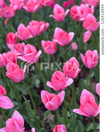 Charming Pink Tulips Blossom in Springtime Garden, Floral Beauty and Natural Splendor 126418944