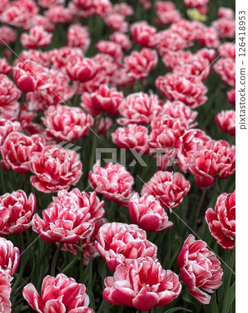 Abundant Display of Red and White Tulips in Full Bloom, Springtime Floral Beauty, Garden Scenery 126418953