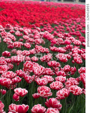 Vibrant Tulip Field A Sea of Colorful Blossoms Stretching to the Horizon, Springtime Bloom Vibrant Tulip Field A Sea of Colorful Blossoms Stretching to the Horizon, Springtime Bloom 126418955