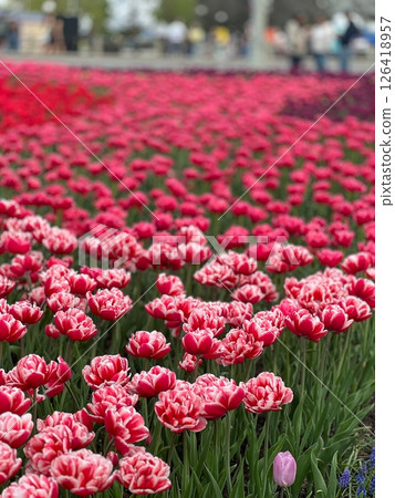 Vibrant Red and White Tulip Field in Full Bloom, Spring Spectacle, Floral Landscape, Garden View 126418957