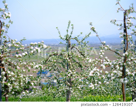 高海拔蘋果園裡盛開的蘋果花 126419107