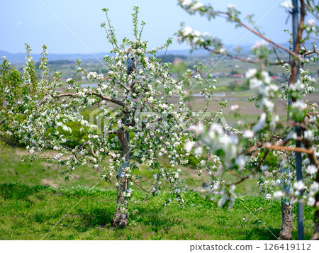 Apple blossoms blooming in an apple orchard grown at high altitude 126419112