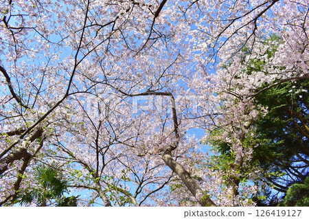 鳥取中國地區堺台場公園櫻花 126419127