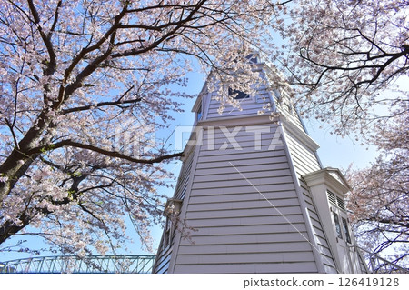 鳥取中國地區堺台場公園櫻花 126419128