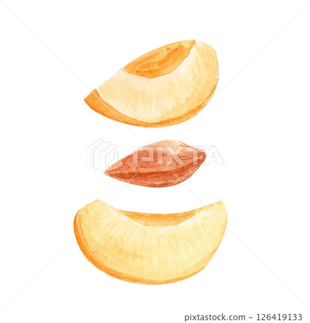 Two juicy apricot slices stone pit watercolor set on white background. Perfect for packaging design, culinary blogs, recipe cards and summer prints. Juicy texture and natural color. Vintage collection Two juicy apricot slices stone pit watercolor set on white background. Perfect for packaging design, culinary blogs, recipe cards and summer prints. Juicy texture and natural color. Vintage collection 126419133