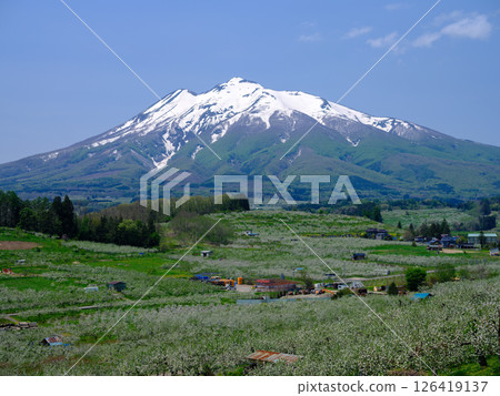 Spring apple orchards and a view of Mt. Iwaki 126419137