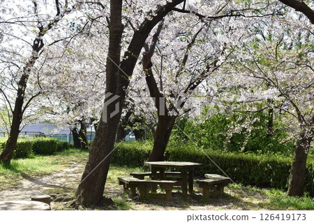 Tottori Chugoku region Sakai Daiba Park cherry blossoms 126419173