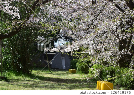 鳥取中國地區堺台場公園櫻花 126419176