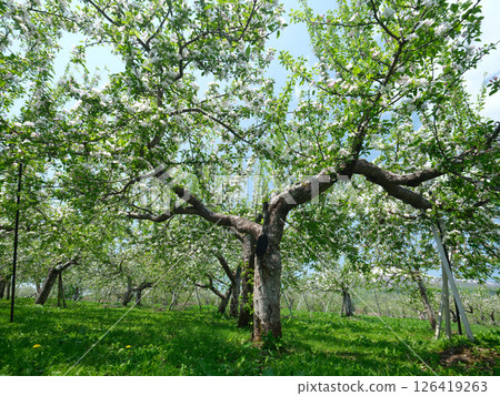 Apple trees blossoming in the spring sunshine Apple trees blossoming in the spring sunshine 126419263