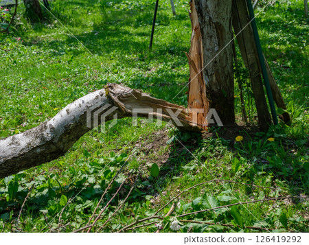 一棵因雪災而樹幹折斷的蘋果樹 一棵因雪災而樹幹折斷的蘋果樹 126419292