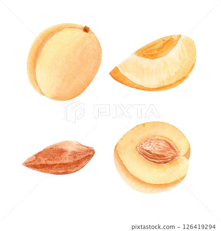 Whole apricot and juicy slices stone pit watercolor set on white background. Perfect for packaging, culinary blogs, recipe cards and summer prints. Juicy texture and natural color. Vintage collection Whole apricot and juicy slices stone pit watercolor set on white background. Perfect for packaging, culinary blogs, recipe cards and summer prints. Juicy texture and natural color. Vintage collection 126419294