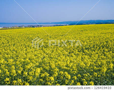 Yokohama town's famous flower field and Mutsu Bay in the distance 126419410