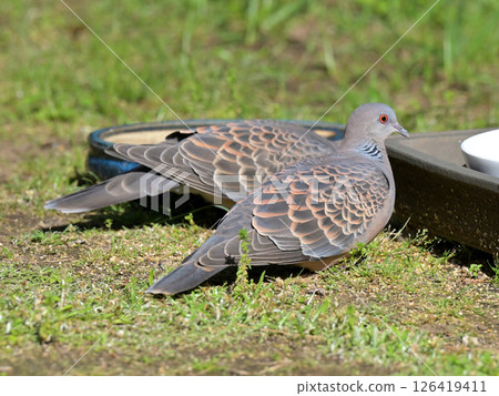 Pair of turtledove 126419411