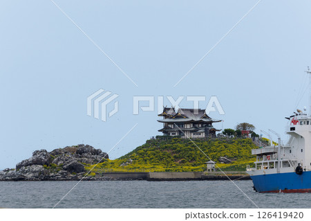 五月的蕪島，油菜花盛開 126419420