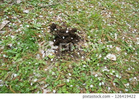 Mole tracks and cherry blossom petals on the ground in spring 126419422