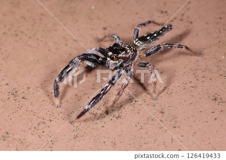 動物：蜘蛛，三斑跳蛛，雄性。它的體長大約一厘米，而且它經常跳躍，所以很容易被忽略。 126419433