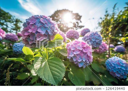美麗的繡球花在初夏的陽光下綻放 126419440