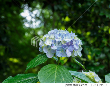 Blue hydrangea 126419495