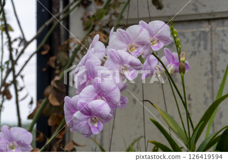 Blooming orchids showcase garden floral outdoor close-up nature's elegance Blooming orchids showcase garden floral outdoor close-up nature's elegance 126419594