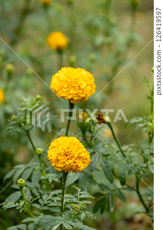 Vibrant marigold blossoms blooming in a garden nature spring season close-up view 126419597