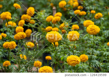 Vibrant yellow marigold flowers botanical garden nature outdoor setting close-up shot 126419599