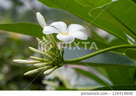 Floral blooming action tropical garden close-up lush environment nature concept 126419600