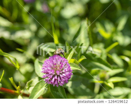 Red clover flowers and bees 126419612