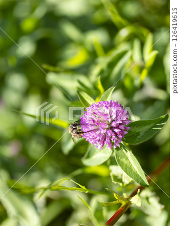 紅三葉草花和蜜蜂 126419615