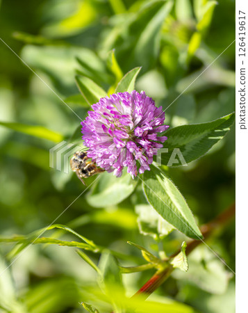Red clover flowers and bees 126419617