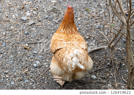 Chickens foraging in a backyard outdoor animal natural setting close-up view 126419622