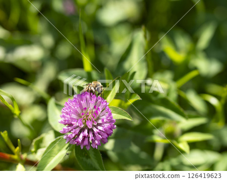 Red clover flowers and bees 126419623