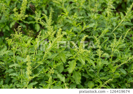 Lush organic herb cultivation insights from close-up views in nature's agricultural fields 126419674