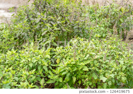 Vibrant green herb garden urban setting nature daytime close-up freshness 126419675