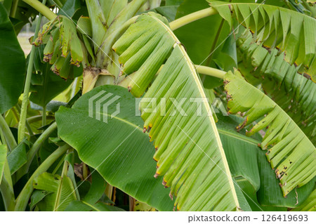 Vibrant green leaves of banana plants lush garden tropical environment close-up nature's beauty Vibrant green leaves of banana plants lush garden tropical environment close-up nature's beauty 126419693