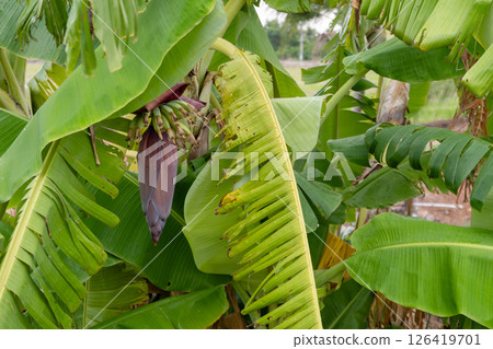 Banana plant with flowering bunch tropical garden nature lush environment close-up view growth cycle Banana plant with flowering bunch tropical garden nature lush environment close-up view growth cycle 126419701