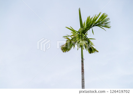 Palm tree against clear sky nature scene outdoor tropical environment vertical viewpoint Palm tree against clear sky nature scene outdoor tropical environment vertical viewpoint 126419702