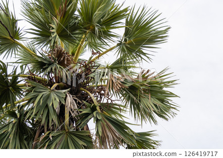 Vibrant palm tree growth tropical climate nature outdoor low angle botanical splendor 126419717