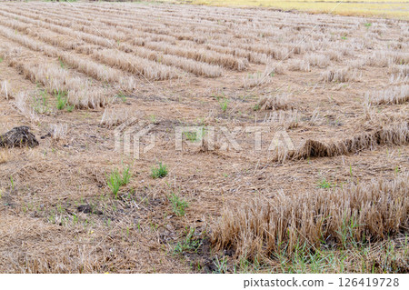 Harvested field after crop season rural area nature open space ground level agriculture impact 126419728