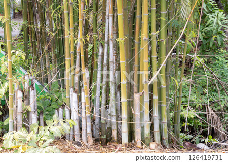 Bamboo grove in nature close-up view lush green environment tranquil scene Bamboo grove in nature close-up view lush green environment tranquil scene 126419731
