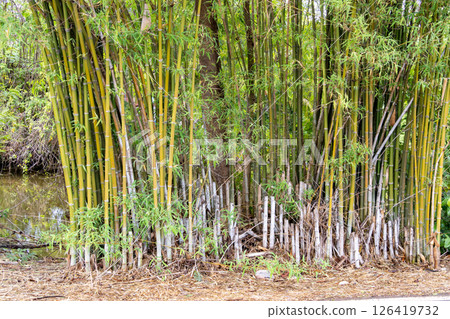 Bamboo growth in tranquil natural habitat close-up shot vibrant green environment Bamboo growth in tranquil natural habitat close-up shot vibrant green environment 126419732