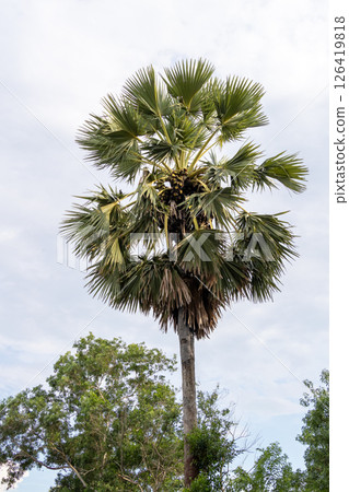 Tall palm tree surrounded by lush vegetation nature scene outdoor environment scenic view Tall palm tree surrounded by lush vegetation nature scene outdoor environment scenic view 126419818