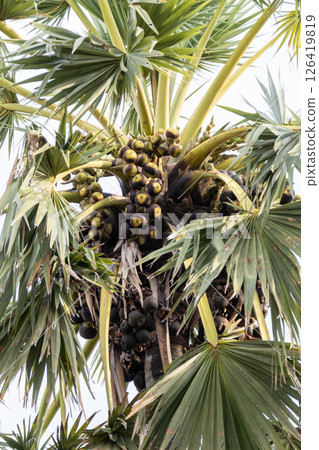 Harvesting palm fruits tropical landscape nature vibrant environment close-up view Harvesting palm fruits tropical landscape nature vibrant environment close-up view 126419819