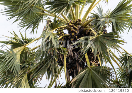 Harvesting palmyra fruits tropical landscape nature outdoor setting upward perspective Harvesting palmyra fruits tropical landscape nature outdoor setting upward perspective 126419820
