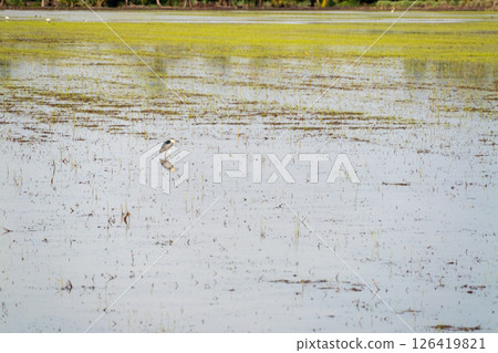 Heron in a serene wetland nature scene beautiful landscape tranquil environment 126419821